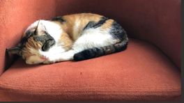 Poes Pooh reisde 60 kilometer in een vrachtwagen, maar is weer terecht