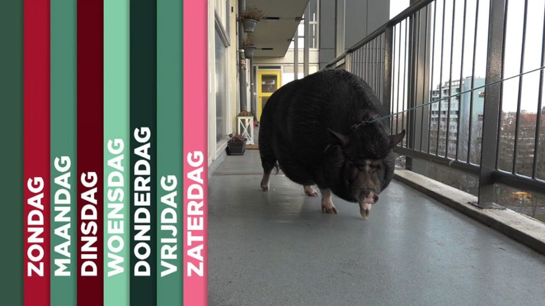 TV West Weekoverzicht