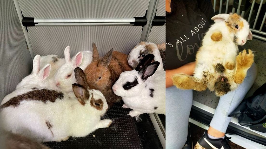 In totaal werden er negen konijnen gedumpt in Lunteren.