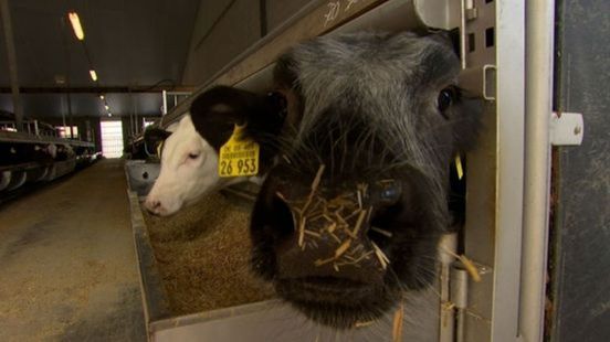 Provincie had 30 jaar geleden al plan klaar om boeren uit te kopen