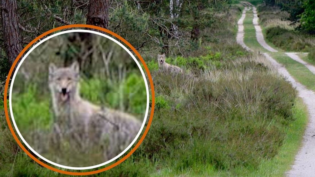 Wolf knalt bijna op vrouw: 'Schrok me dood'