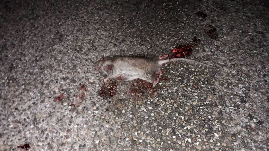 'De ratten zitten waarschijnlijk ook onder m'n huis. Beangstigend!'