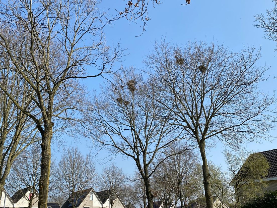Roekenoverlast Marsdijk