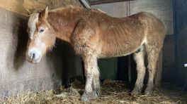 Verwaarloosde paarden weggehaald uit Gulpen-Wittem
