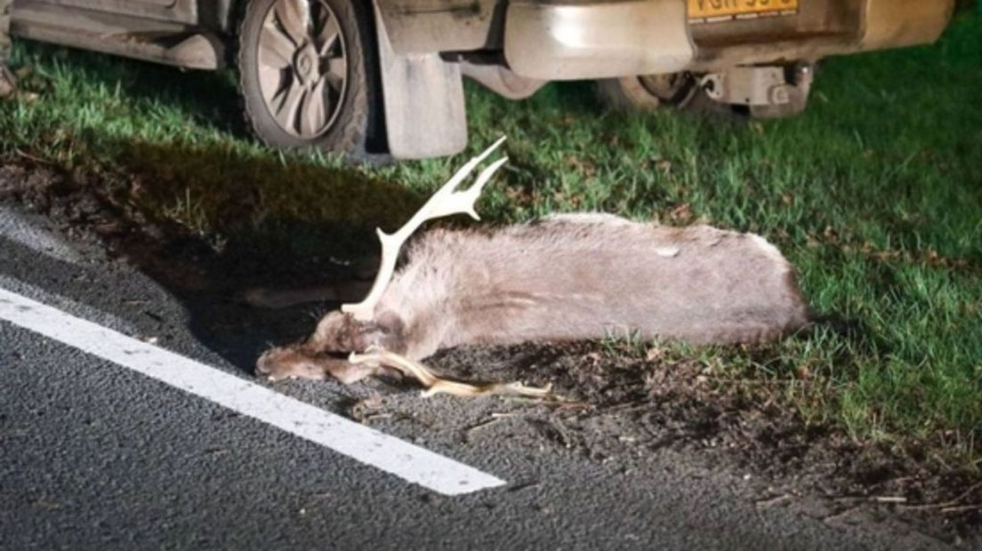 Pas een beetje op deze dagen, wilde dieren kunnen het lastig hebben met de zomertijd.