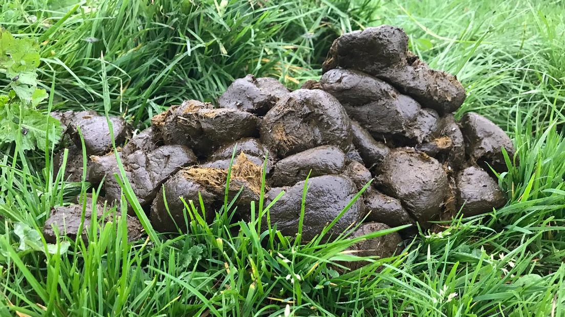Paardenpoep