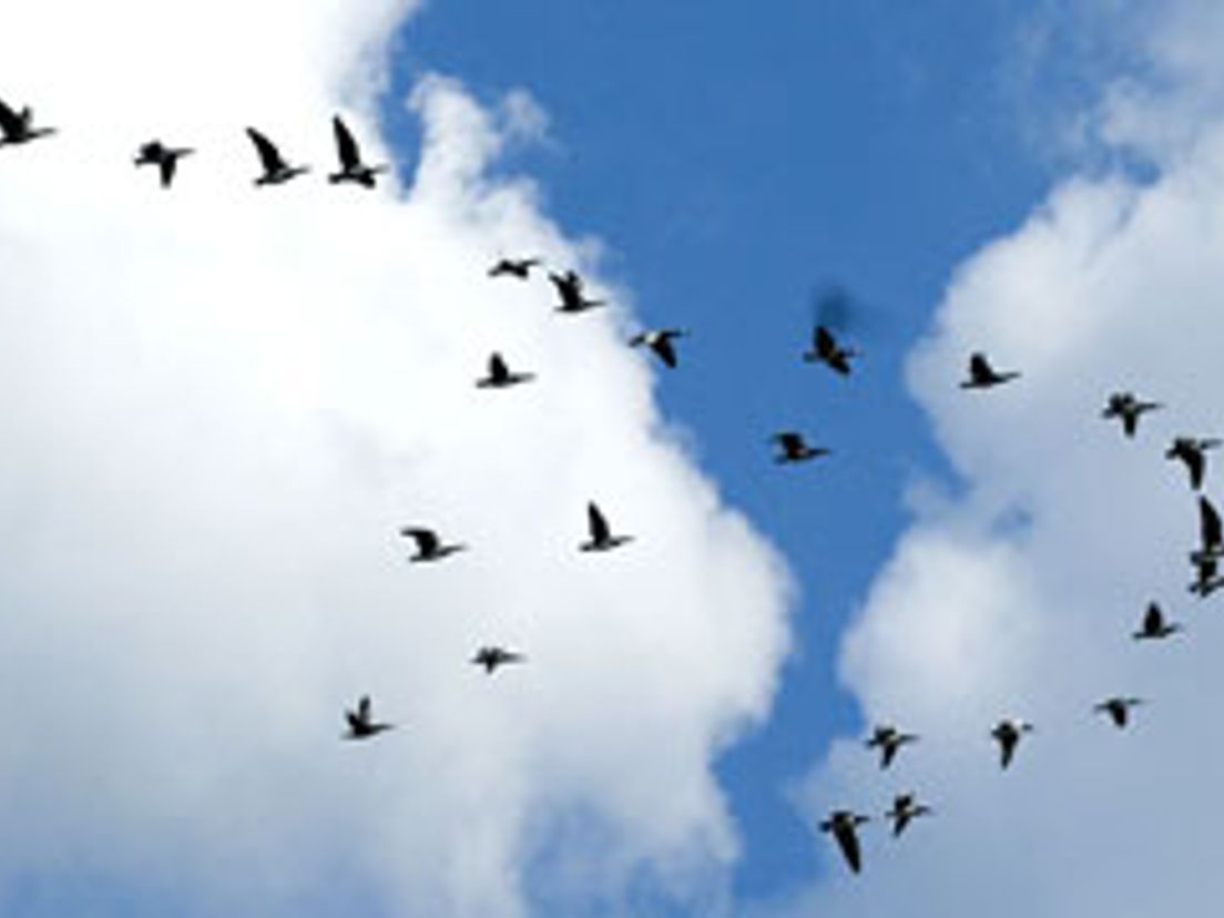 08-10-Trekvogels.jpg