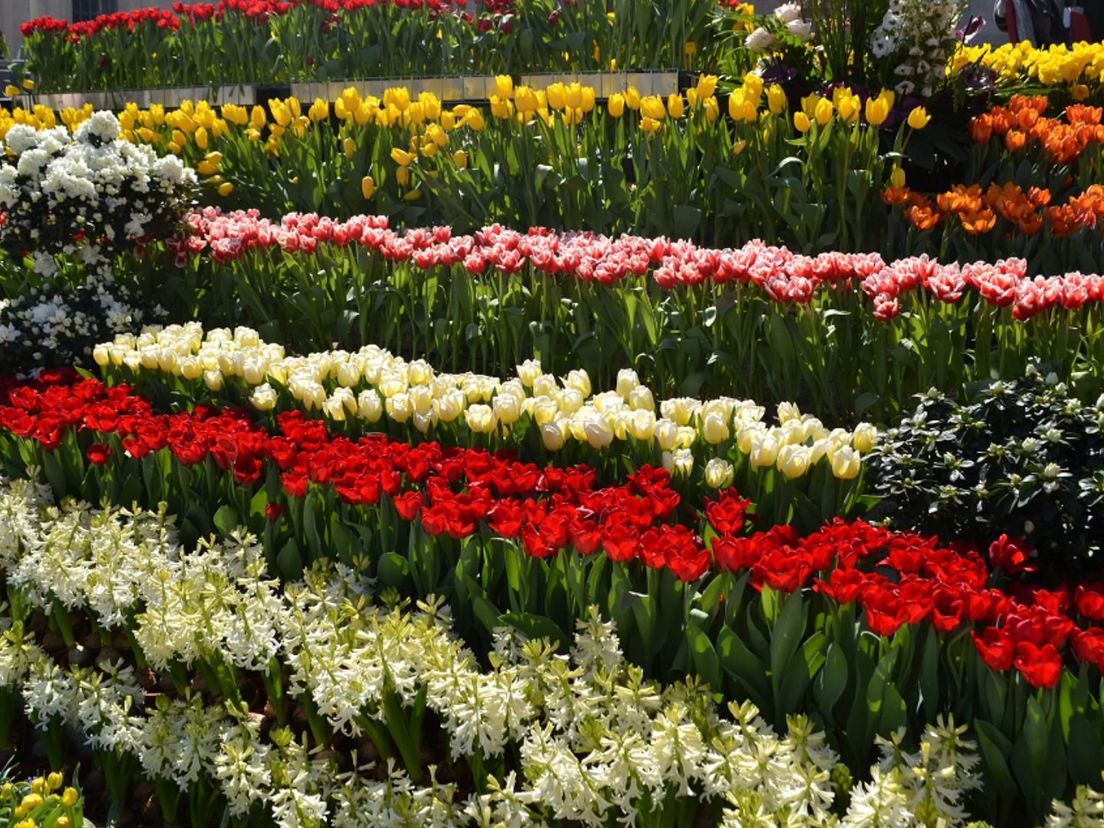 De bloemenzee in 2022