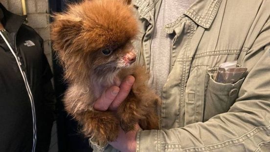 Verwaarloosde Gelderse dieren, helaas niet alleen in Putten