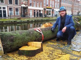 Haagse boom wordt muziekdoos: 'We moeten zuiniger zijn op ons stadshout'