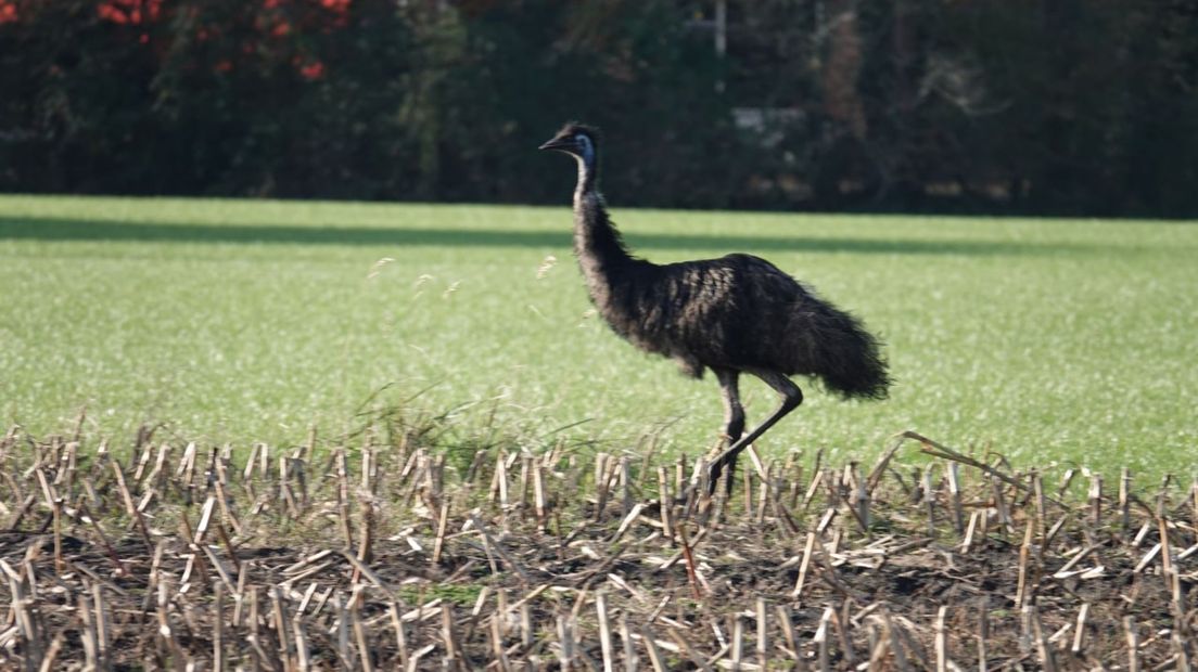 Loslopende emoe in de velden bij Lutten