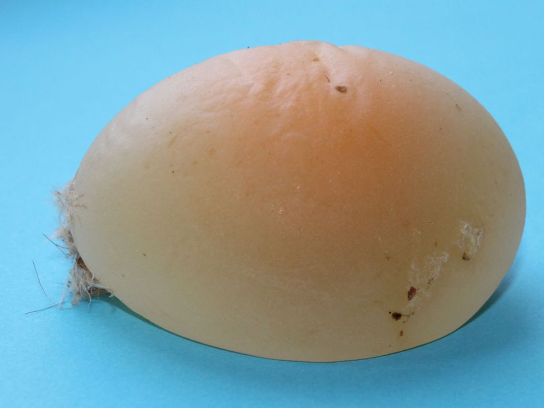 Een windei