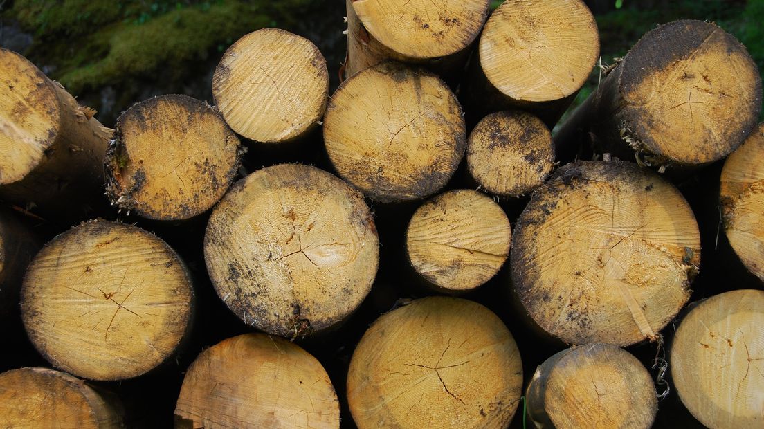 Hout wordt veel gestookt in biomassacentrales. Foto ter illustratie: Pixabay