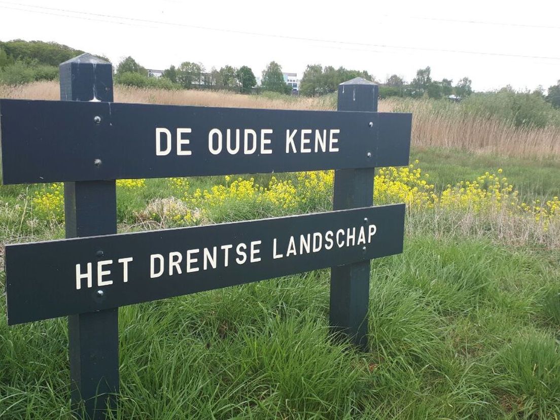 Wat zijn dat voor gele bloemen bij de Olde Kene? (Rechten: Greetje Schouten / RTV Drenthe)