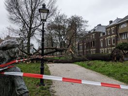 Enorme boom langs Utrechtse singel valt om