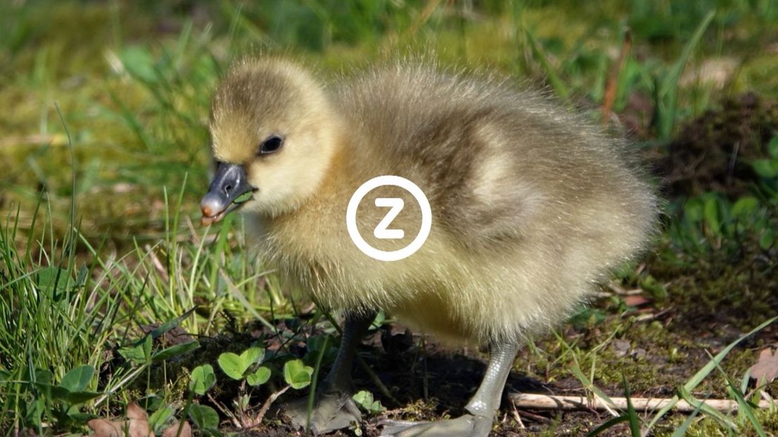Verzeeuwigd