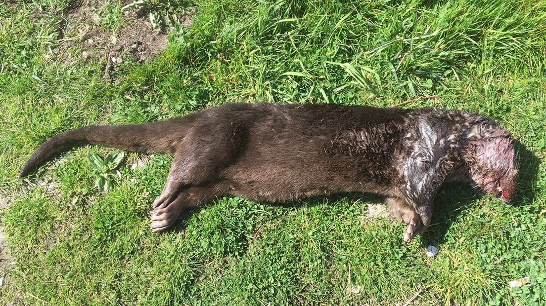 Een doodgereden otter aan de Ziendeweg in Aarlanderveen.
