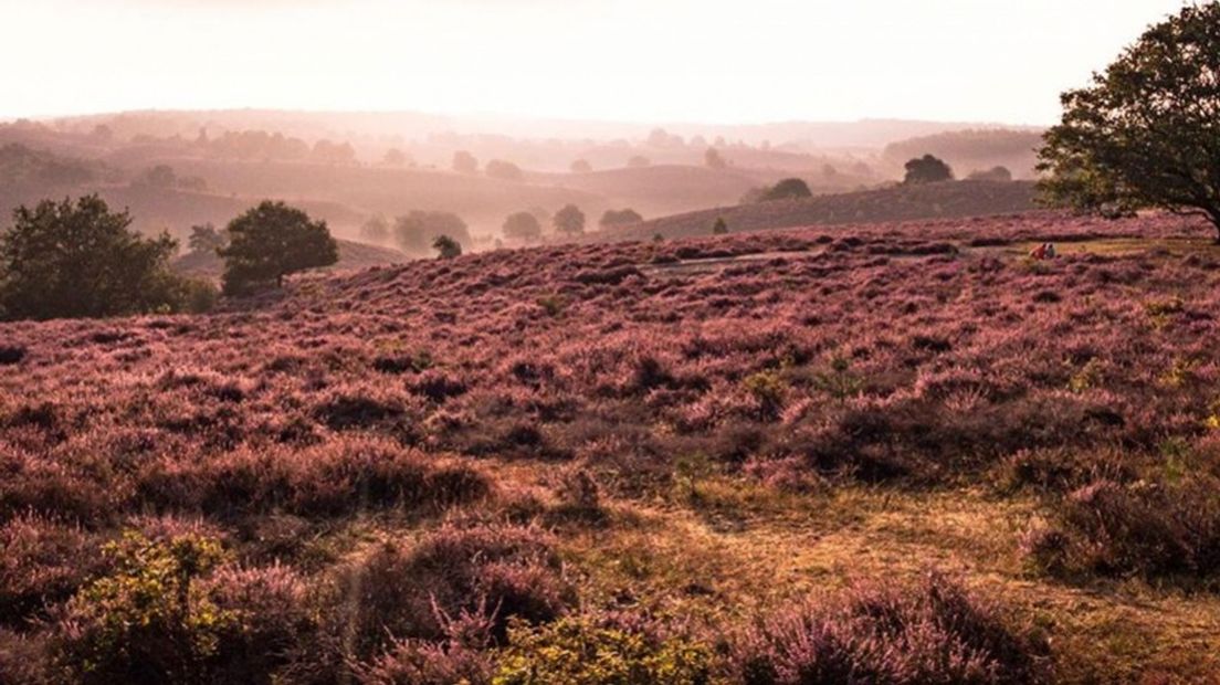 Stikstof doet heide geen goed, zeggen wetenschappers.