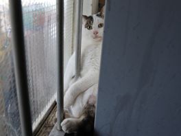 Kat zit vast tussen muur en spijlen in een portiek in Moerwijk