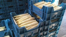 Eerste asperges van het land: 'Ik vind ze heerlijk mals'