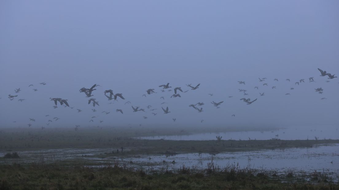 Vogels in Sint Laurens