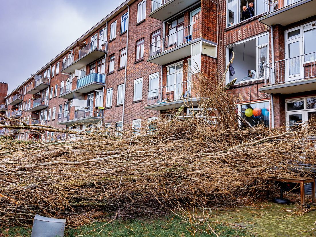 Een omgevallen boom zorgt voor schade aan het Mendelssohnplein in Vlaardingen