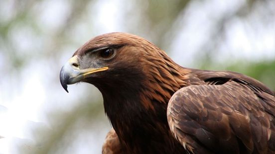 Zeer zeldzame roofvogel duikt op in onze provincie