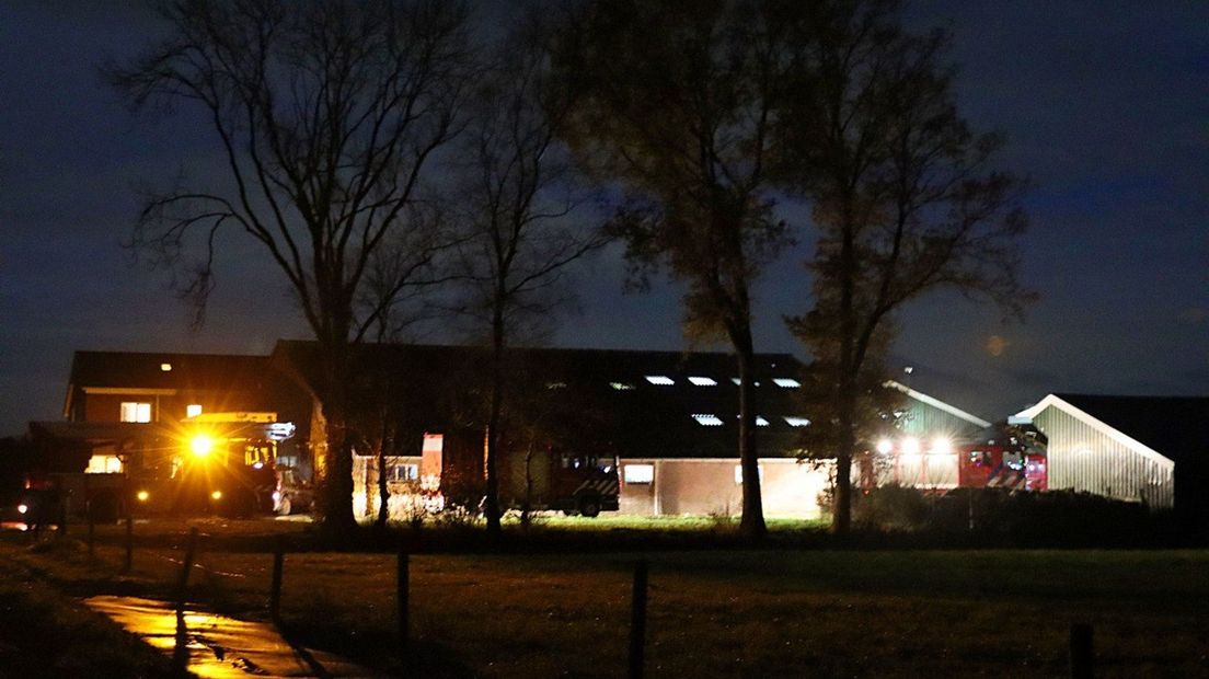 De brandweer en een dierenarts waren uren bezig om de koeien te redden