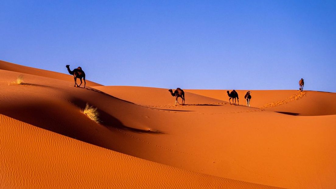 Het zand blijft liggen in de Sahara, maar het stof waait op.