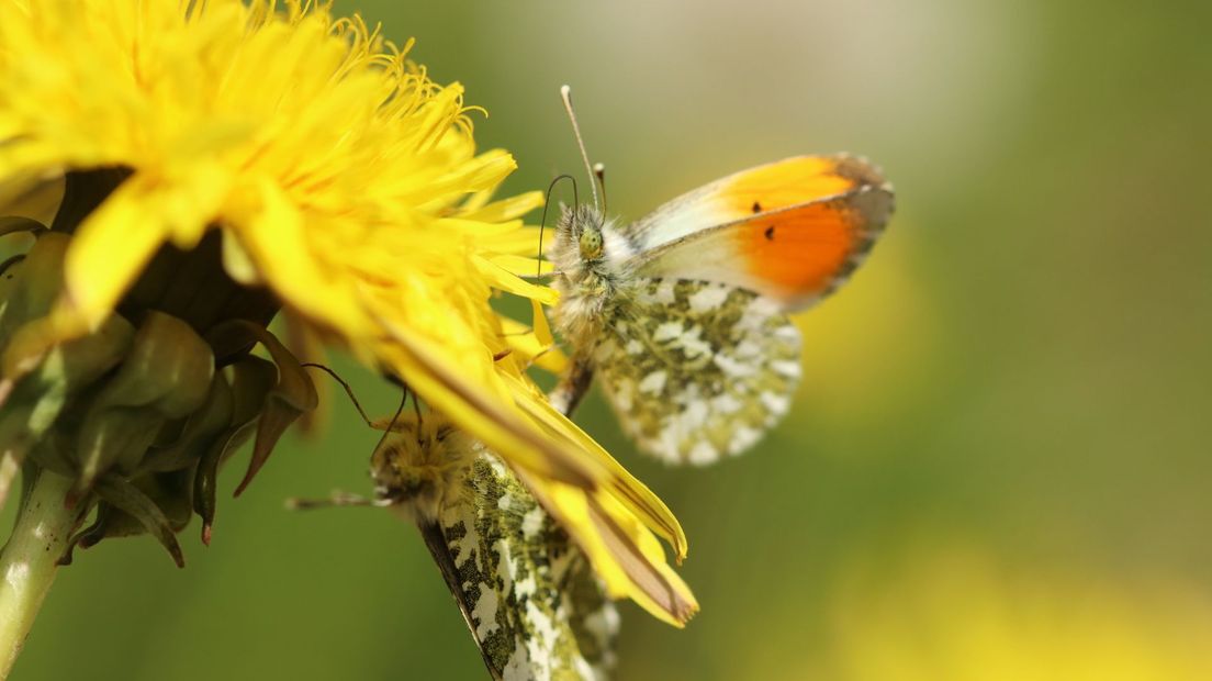 Parende oranjetipjes in de berm