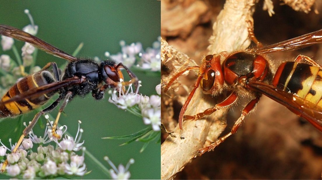 De Aziatische hoornaar en de Europese variant, zoek de verschillen