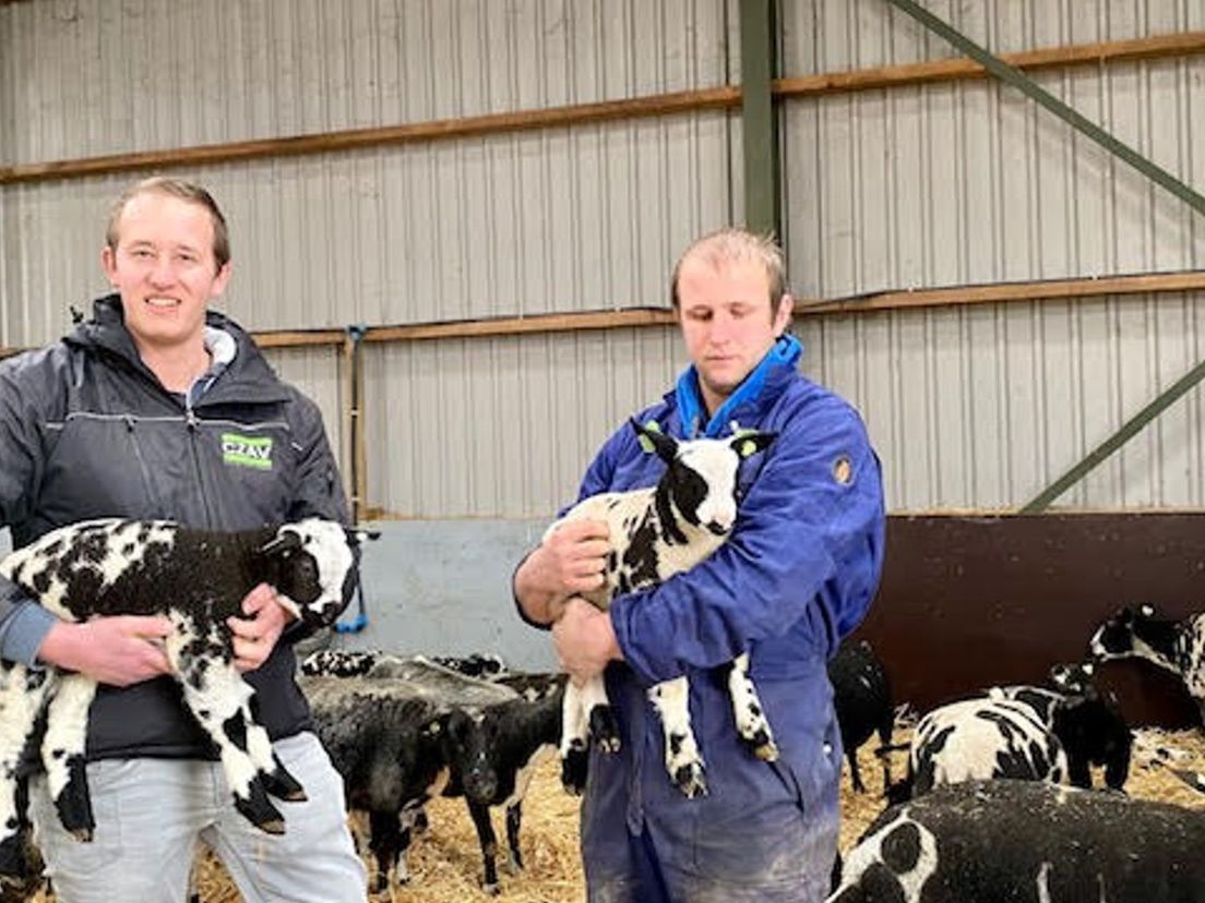 Emiel (l) en Martijn (r) Noordermeer in de stal met twee toekomstige natuurlijke "grasmaaiers"