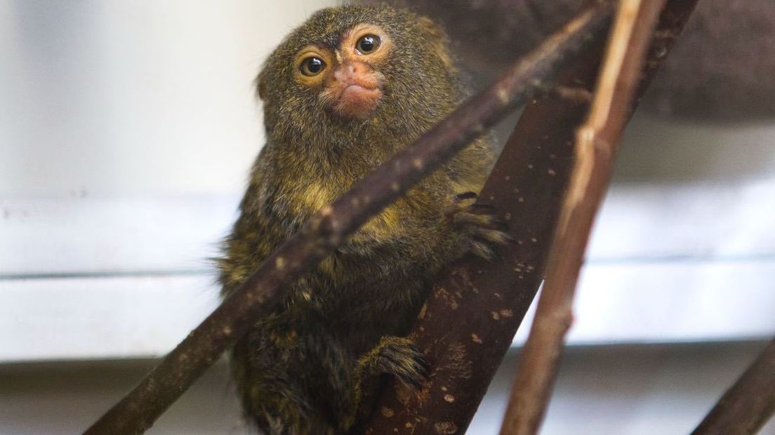 Eén van de dwergzijde-aapjes die in Kwadendamme woont