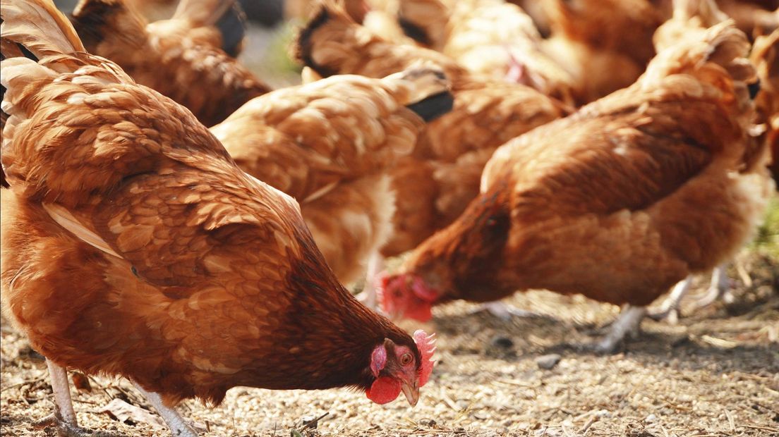 Nuchtere reactie op uitbraak vogelgriep in Biddinghuizen