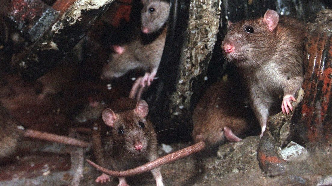 Ratten