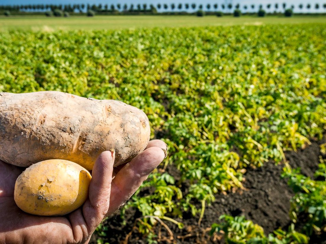 Een onbekende variant van de aardappelziekte is ontdekt (Rechten: ANP/Lex van Lieshout)