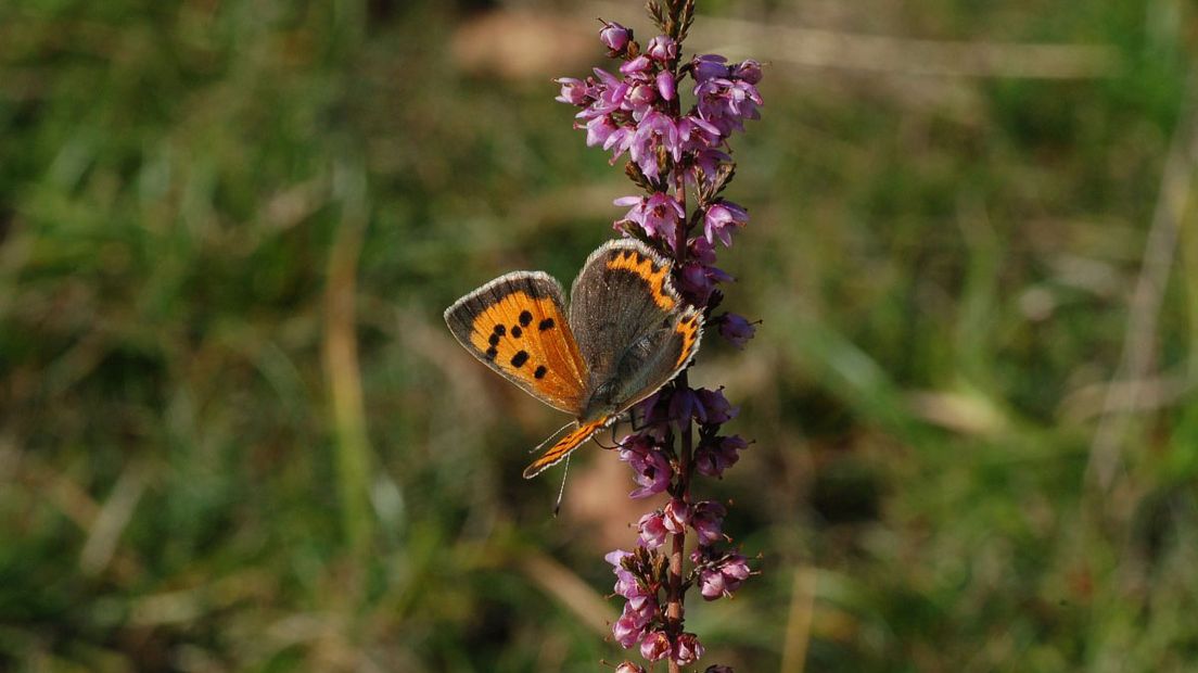 De kleine vuurvlinder komt overal in Drenthe voor, maar in kleine aantallen (Rechten: Free Nature Images/Albert Vliegenthart)