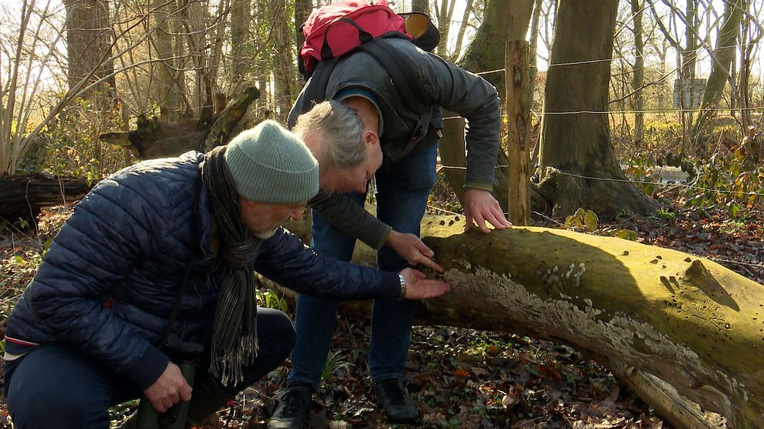 Een netwerk aan schimmeldraden krijgt bovengrondse uitlopers waar paddenstoelen groeien