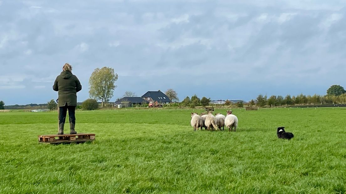 wedstrijd schapendrijven in Assen