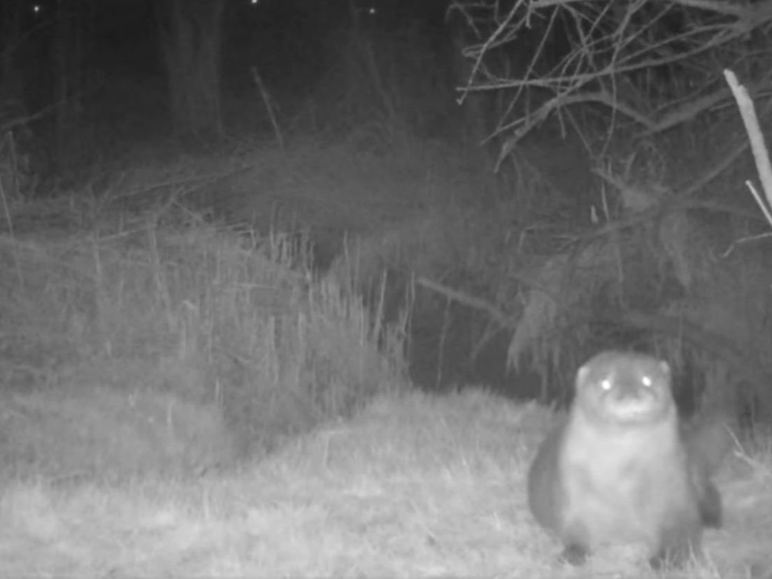 De otter is terug in de Dordtse Biesbosch