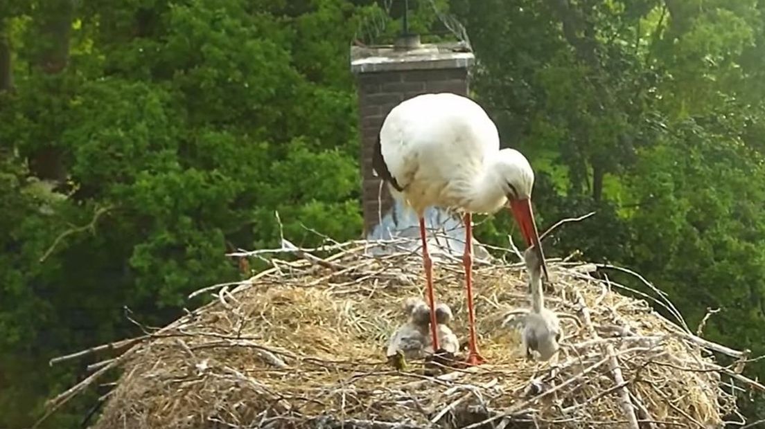 Ooievaar gooit kuiken uit nest