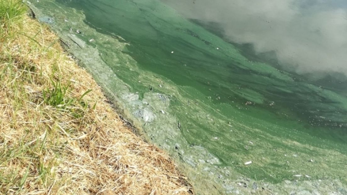 Waarschuwing voor blauwalg in Terneuzen: 'vermijd contact met dit water'