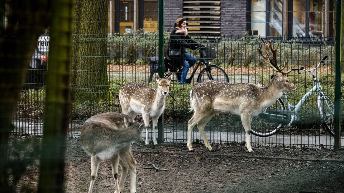 Dit straatbeeld zal de komende jaren verdwijnen