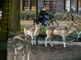 Nooit meer langs bij Bambi: hertenkampen verdwijnen binnenkort