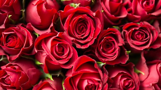 Gewaad Leegte schandaal Valentijnsdag: prijs rode rozen ligt hoger dan vorig jaar - Omroep  Gelderland