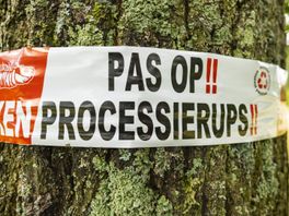 'Verdwenen' eikenprocessierupsen bleven jaar of meer ondergronds