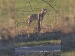 Is het een zwerver of een wandelaar? De wolf laat zich weer vaker zien in Twente