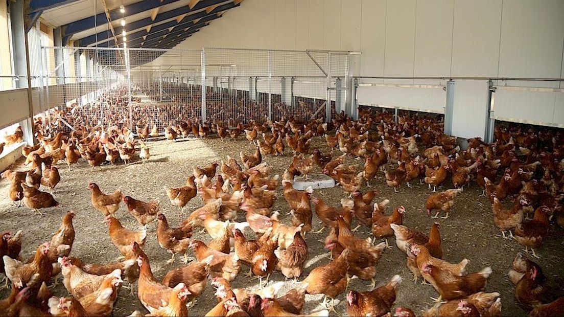 Oplaat vreest voor vogelgriep vanuit Oost-Europa