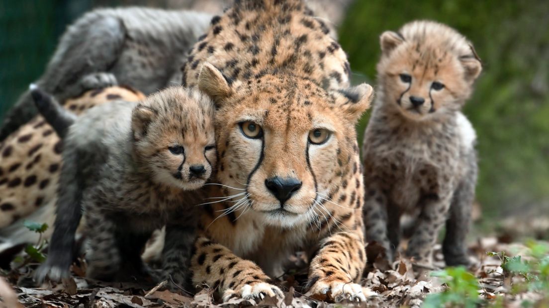 Klanten voedselbank Arnhem gratis naar dierentuin