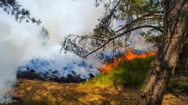 Veel risico Veluwe bij onbeheersbare natuurbrand